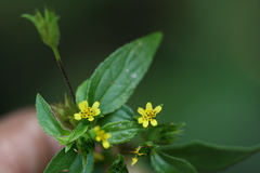 Synedrella nodiflora